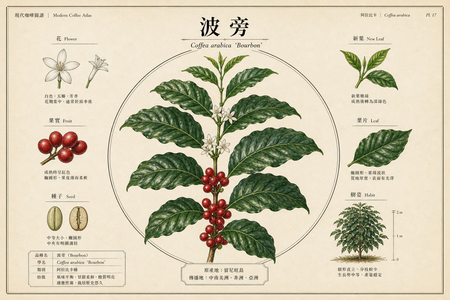 波旁品種示意：高大植株、新葉偏綠、成串紅櫻桃