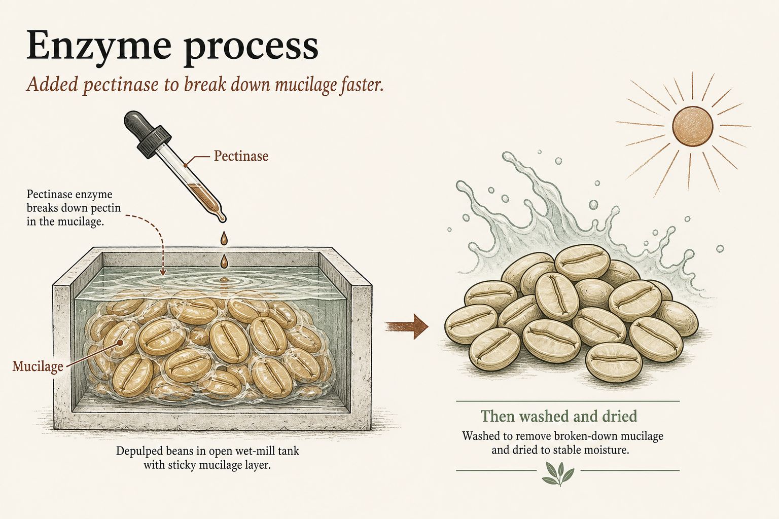 Pulped coffee beans with added pectinase breaking down mucilage before washing and drying