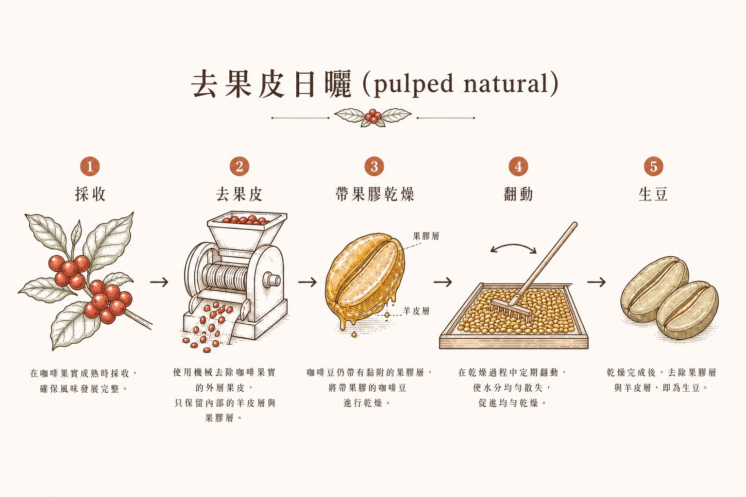 去果皮日曬示意：採收、去掉外皮、帶著果膠乾燥、翻動、生豆