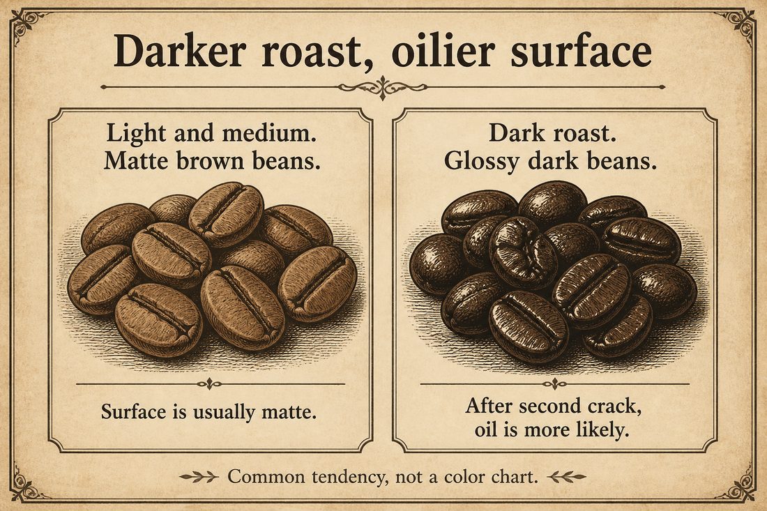 Matte surfaces commonly seen on light and medium roast beside oilier surfaces commonly seen on dark roast