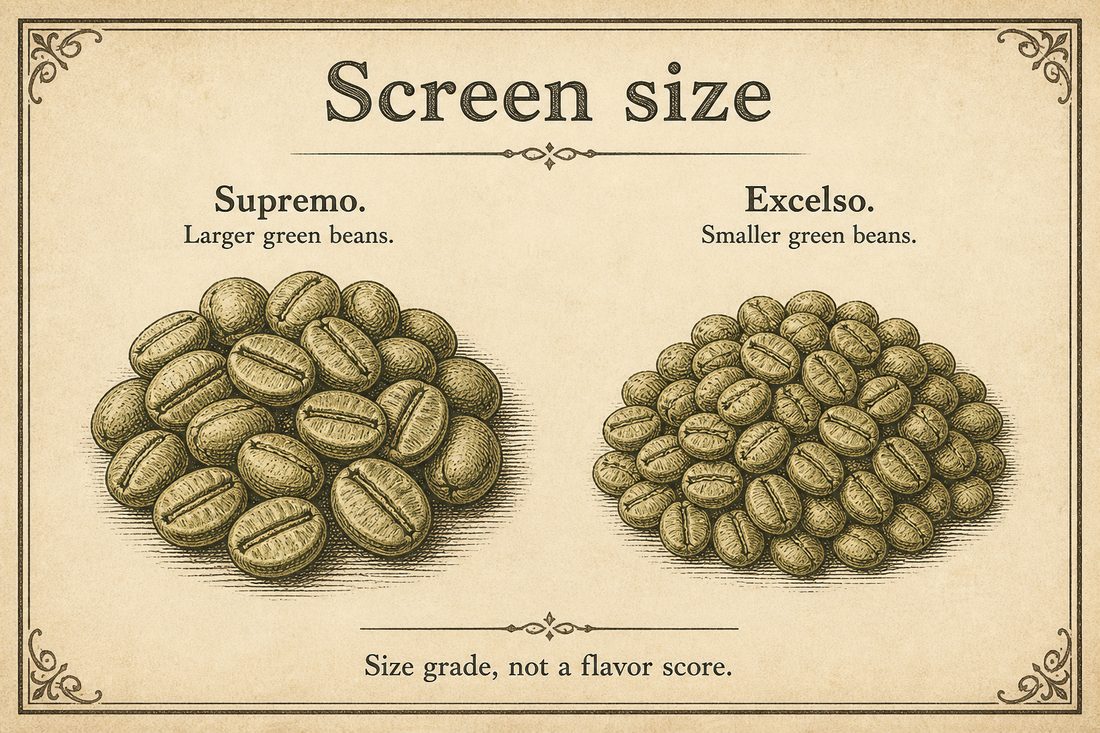 Larger Supremo-screen green coffee beside smaller Excelso-screen coffee