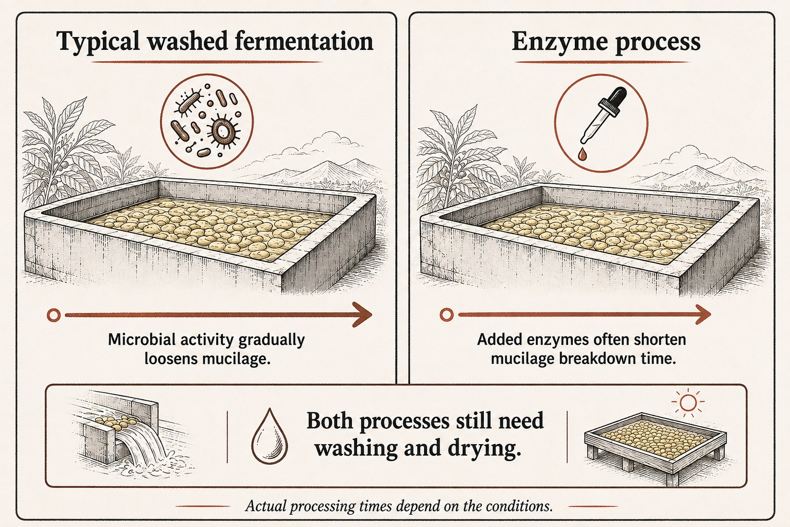 Typical washed fermentation relying on microbes compared with added pectinase and a shorter process