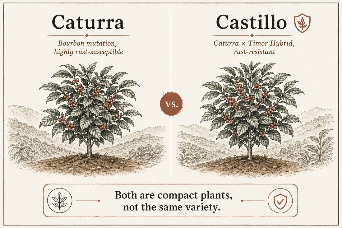 Rust-susceptible Caturra beside rust-resistant Castillo, both compact trees