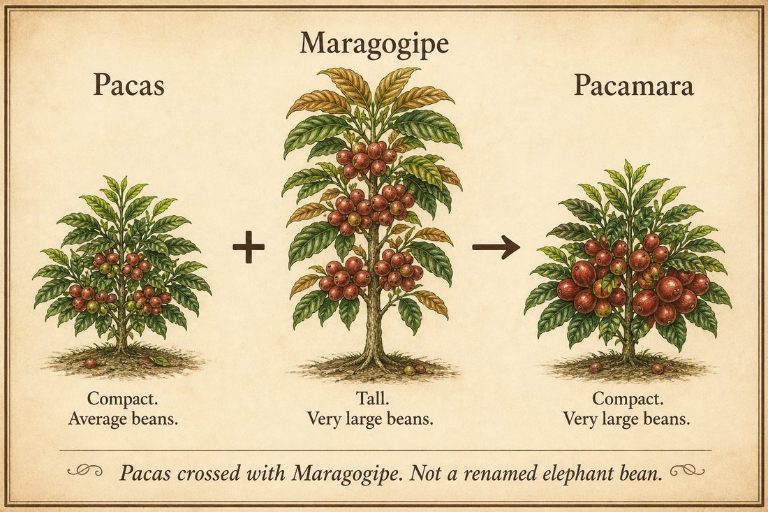 Compact Pacas with average beans crossed with tall Maragogipe to produce compact Pacamara with very large beans