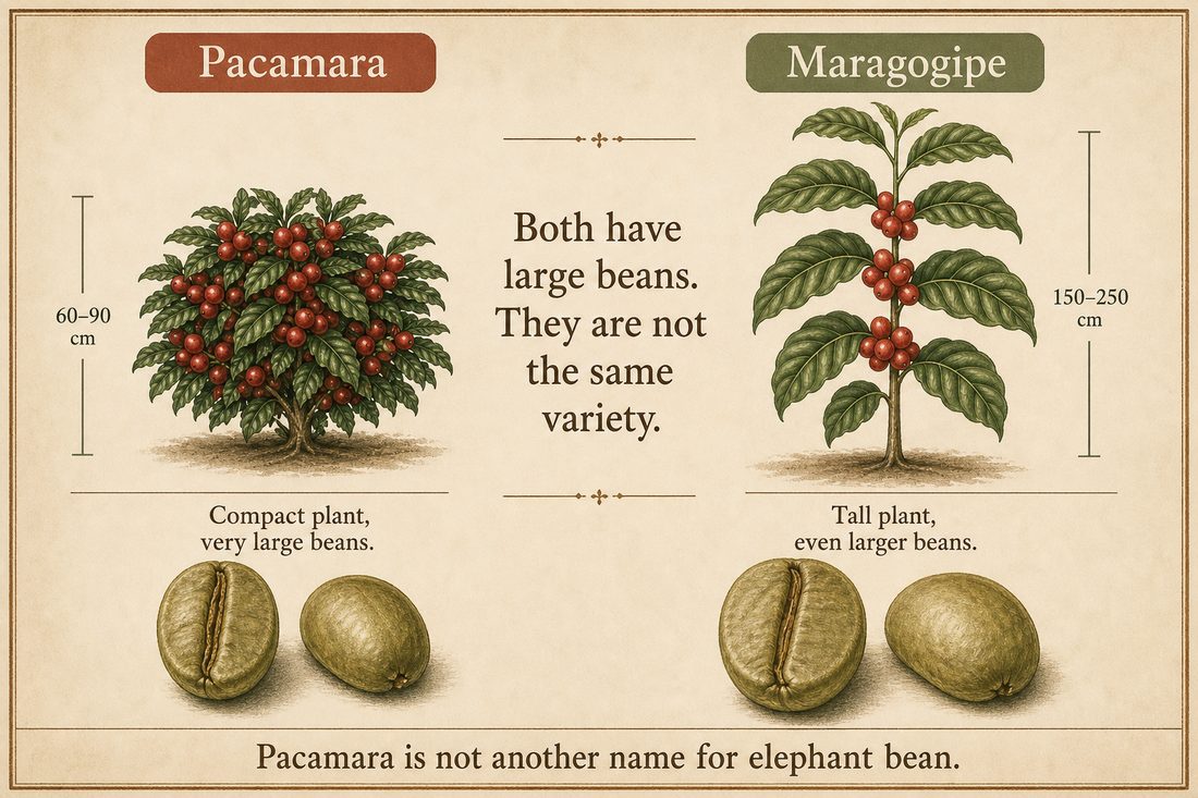 Compact Pacamara compared with tall Maragogipe, both with large beans