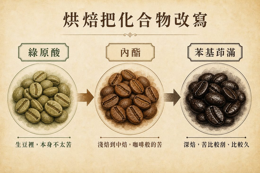 生豆綠原酸，淺中焙變成內酯，深焙再變成苯基茚滿的示意