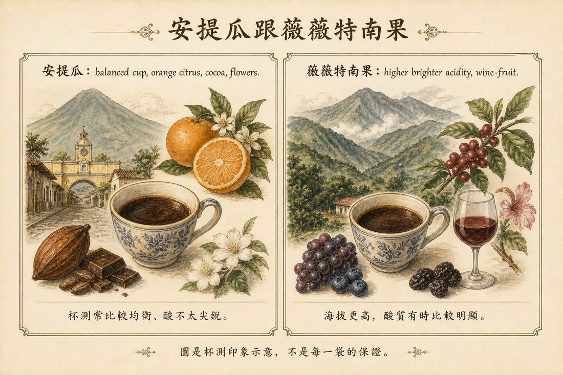 安提瓜常見均衡，對上薇薇特南果酸質有時比較明顯的杯測印象示意