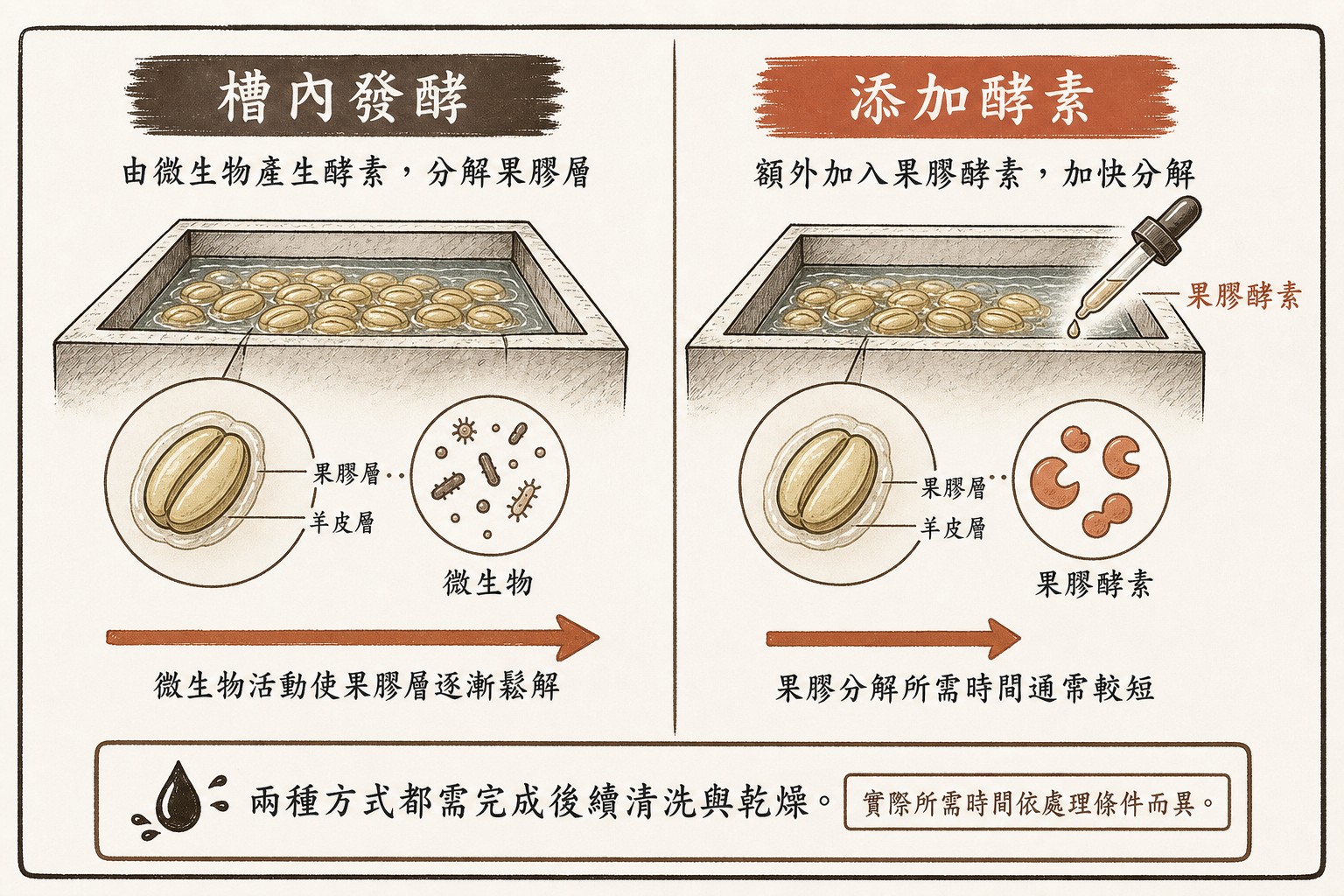 比較水洗槽利用微生物分解果膠，以及另外加入果膠酵素加快分解