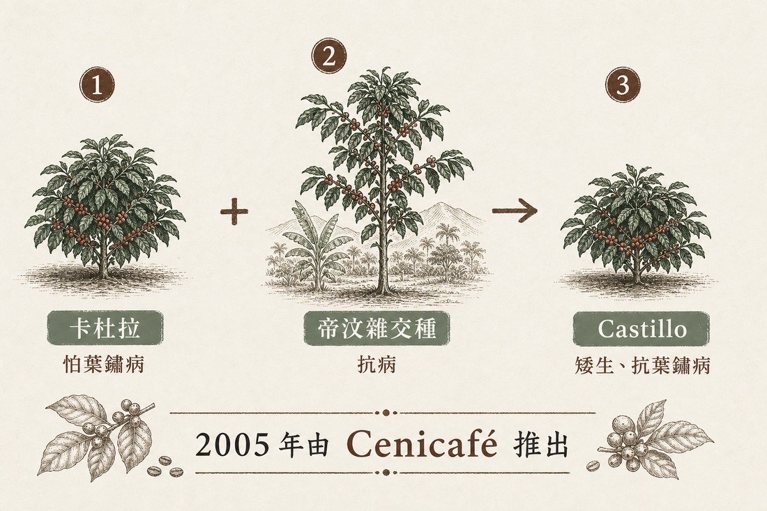 卡杜拉與帝汶雜交種育成 Castillo 的親本示意