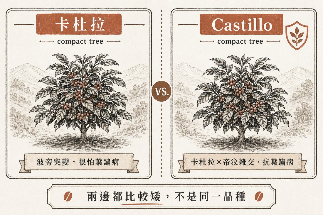 卡杜拉怕葉鏽病，對上 Castillo 抗葉鏽病，兩邊植株都比較矮