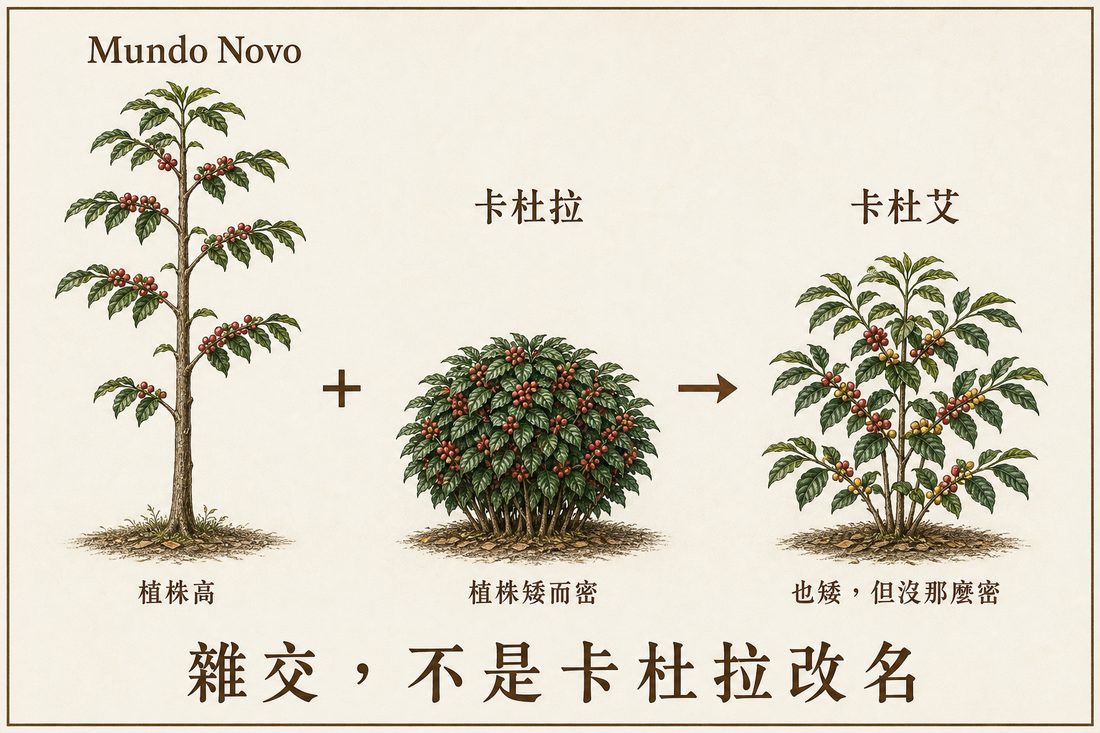 Mundo Novo 植株高，卡杜拉植株矮，雜交後得到卡杜艾的示意