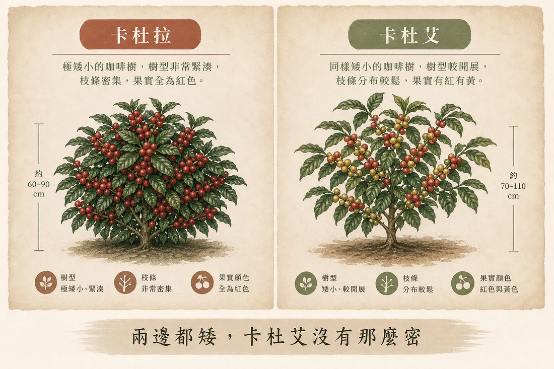 卡杜拉植株更密，對上卡杜艾也矮但沒那麼密的常見差別示意