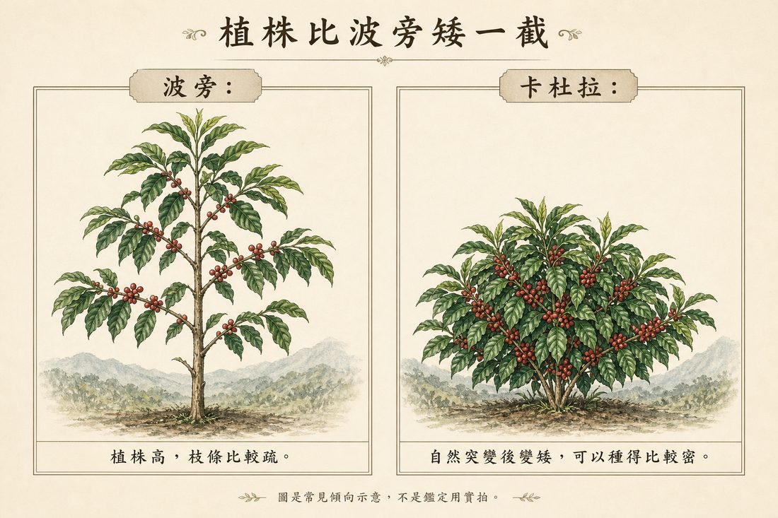 波旁植株較高、卡杜拉植株較矮較密的常見差別示意