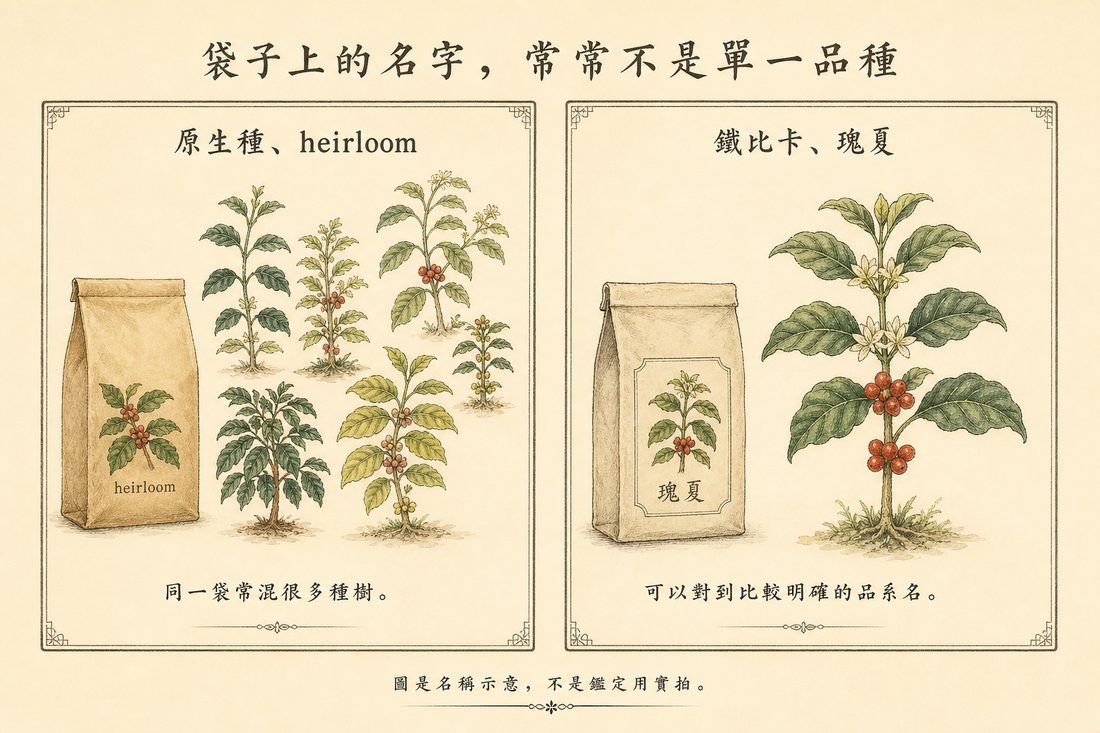 袋子寫原生種或 heirloom 常混很多樹，對上鐵比卡、瑰夏可以對到比較明確品系名的示意