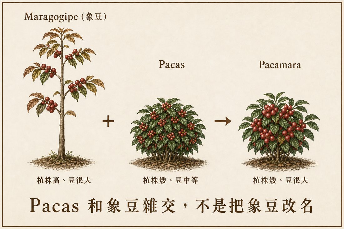 象豆植株高、豆很大，Pacas 植株矮、豆中等，雜交後得到矮生但豆很大的 Pacamara