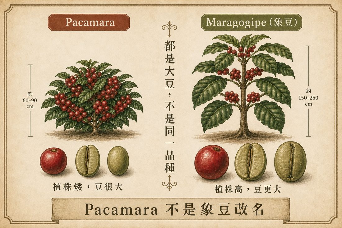 矮生 Pacamara 與高大象豆對照，兩邊豆子都很大，但不是同一品種